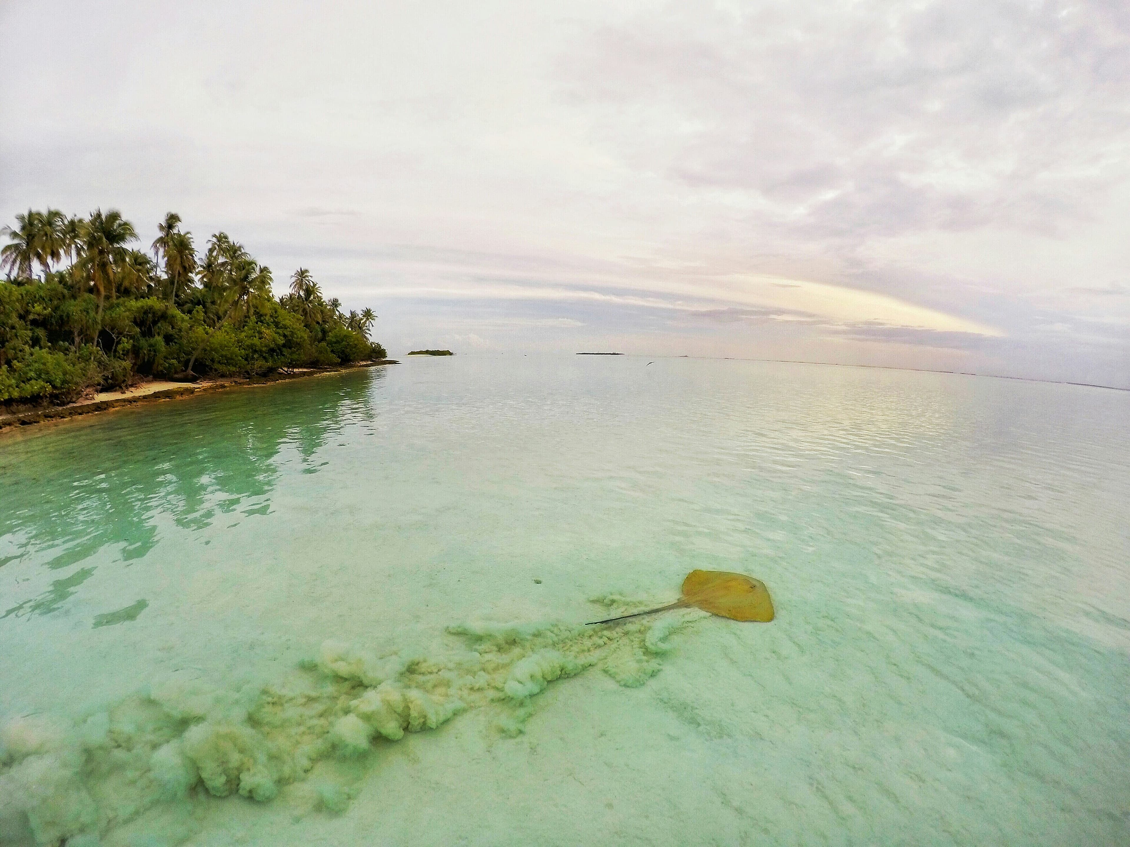 Snorkeler swimming alongside a large stingray in clear shallow Caribbean water at Stingray City Antigua