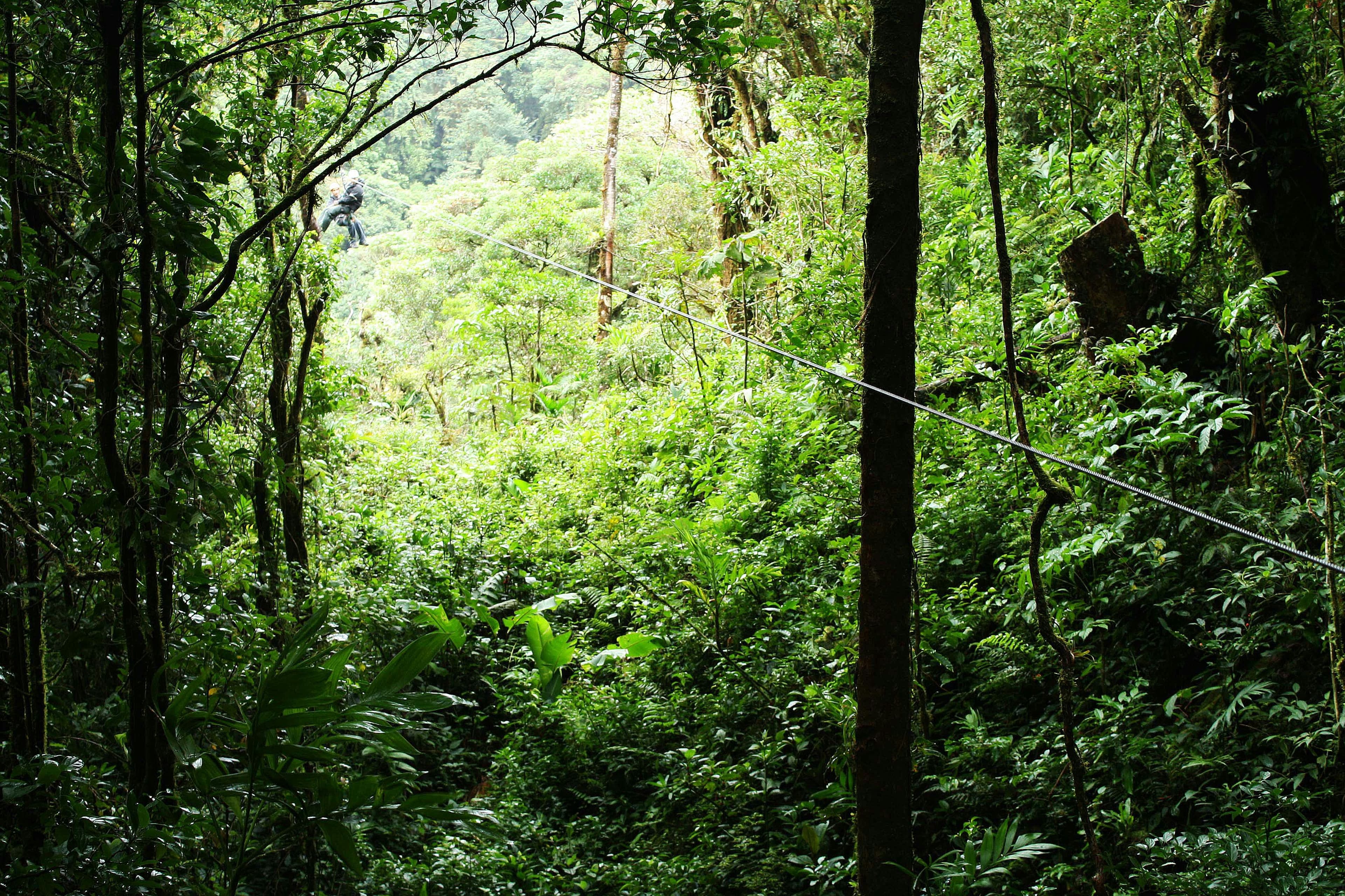 Guest soaring through the rainforest canopy on a zipline with lush green trees below in Antigua